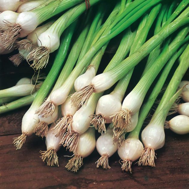 SPRING ONIONS